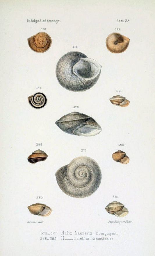 Catalogo iconografico y descriptivo de los moluscos terrestres de EspaÃ Â±a, Portugal y la | "Balearic Islands" Mollusks Portugal Spain  | Vintage Print Reproduction 454041