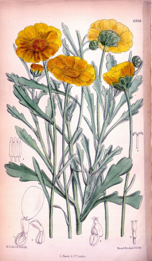 Curtis's botanical magazine. London ; New York [etc.] :Academic Press [etc.]. | "Botanical illustration" Botany Periodicals "Pictorial works" "Plants, Ornamental"  | Vintage Print Reproduction 454042