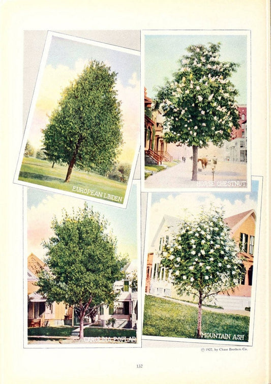 Chase fruit and flowers in natural colorsRochester, N.Y.,Chase brothers company[c1922] | Vintage Print Reproduction 454044