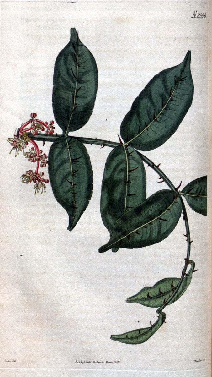 Curtis's botanical magazine. London ; New York [etc.] :Academic Press [etc.]. | "Botanical illustration" Botany Periodicals "Pictorial works" "Plants, Ornamental"  | Vintage Print Reproduction 454045
