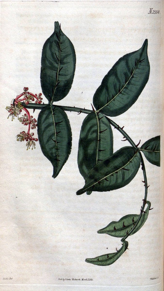 Curtis's botanical magazine. London ; New York [etc.] :Academic Press [etc.]. | "Botanical illustration" Botany Periodicals "Pictorial works" "Plants, Ornamental"  | Vintage Print Reproduction 454045