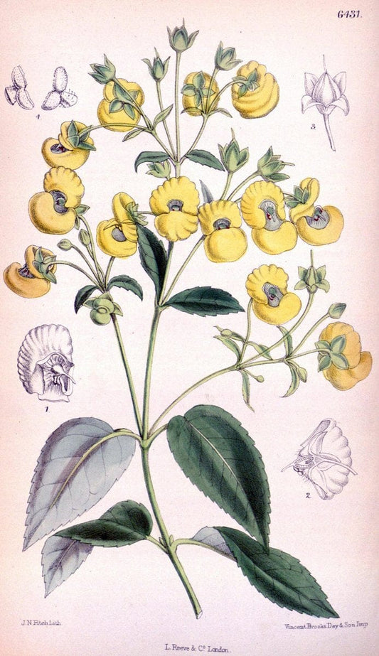 Curtis's botanical magazine. London ; New York [etc.] :Academic Press [etc.]. | "Botanical illustration" Botany Periodicals "Pictorial works" "Plants, Ornamental"  | Vintage Print Reproduction 454050