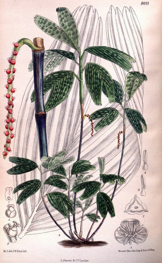 Curtis's botanical magazine. London ; New York [etc.] :Academic Press [etc.]. | "Botanical illustration" Botany Periodicals "Pictorial works" "Plants, Ornamental"  | Vintage Print Reproduction 454052