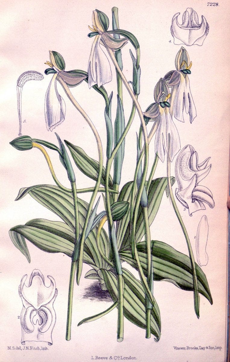 Curtis's botanical magazine. London ; New York [etc.] :Academic Press [etc.]. | "Botanical illustration" Botany Periodicals "Pictorial works" "Plants, Ornamental"  | Vintage Print Reproduction 454053