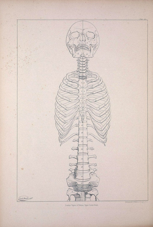 Comparative osteology:.London,Taylor and Walton,1847.  | Bones | Vintage Print Reproduction 454056