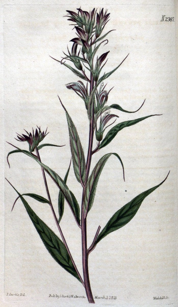 Curtis's botanical magazine. London ; New York [etc.] :Academic Press [etc.]. | "Botanical illustration" Botany Periodicals "Pictorial works" "Plants, Ornamental"  | Vintage Print Reproduction 454057