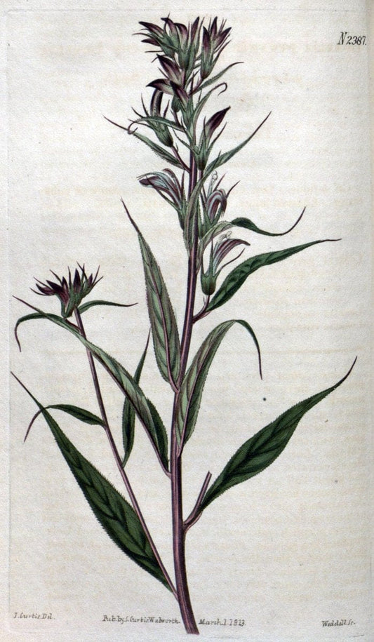 Curtis's botanical magazine. London ; New York [etc.] :Academic Press [etc.]. | "Botanical illustration" Botany Periodicals "Pictorial works" "Plants, Ornamental"  | Vintage Print Reproduction 454057