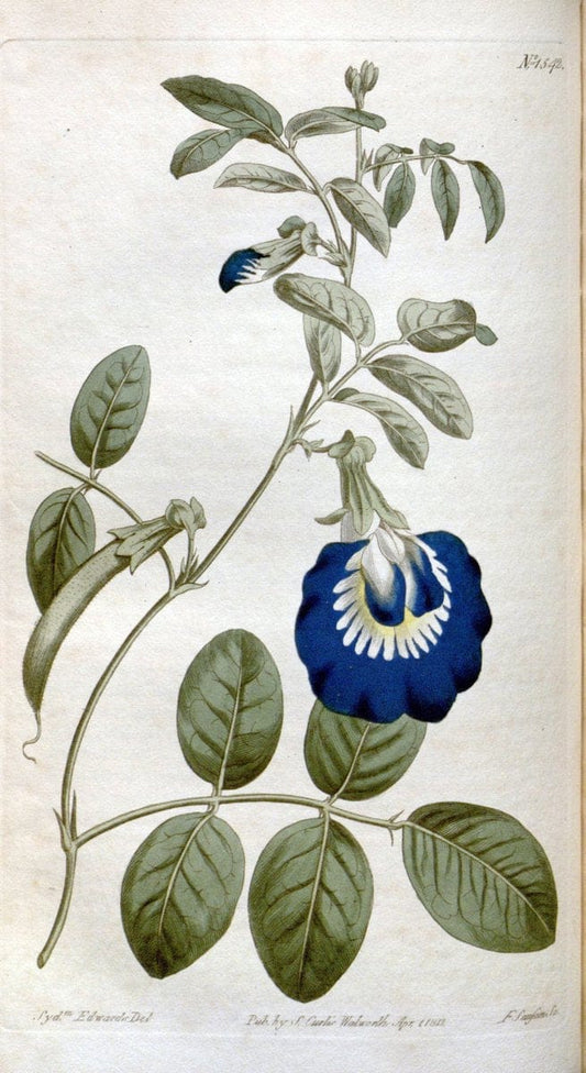 Curtis's botanical magazine. London ; New York [etc.] :Academic Press [etc.]. | "Botanical illustration" Botany Periodicals "Pictorial works" "Plants, Ornamental"  | Vintage Print Reproduction 454058