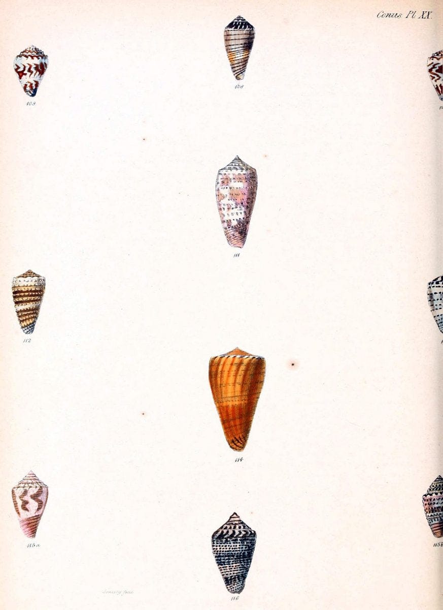 Conchologia iconica, or, Illustrations of the shells of molluscous animals. v.1London :Reeve, Brothers,1843-1878. | Mollusks "Pictorial works" Shells  | Vintage Print Reproduction 454059