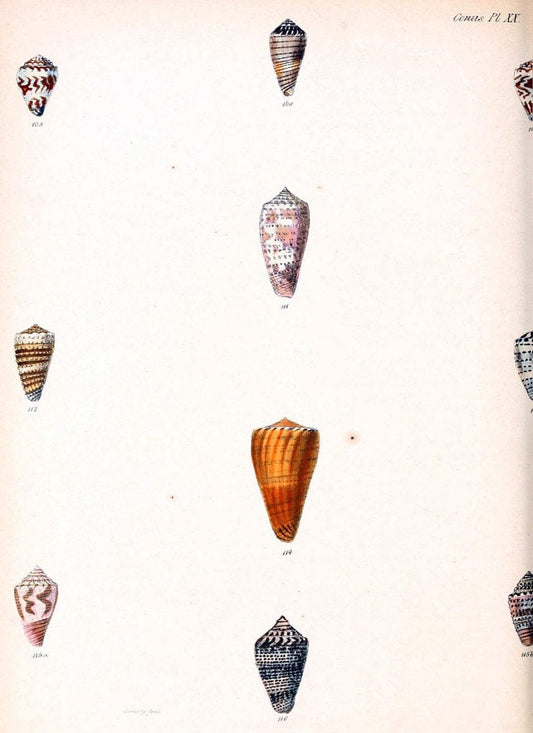 Conchologia iconica, or, Illustrations of the shells of molluscous animals. v.1London :Reeve, Brothers,1843-1878. | Mollusks "Pictorial works" Shells  | Vintage Print Reproduction 454059