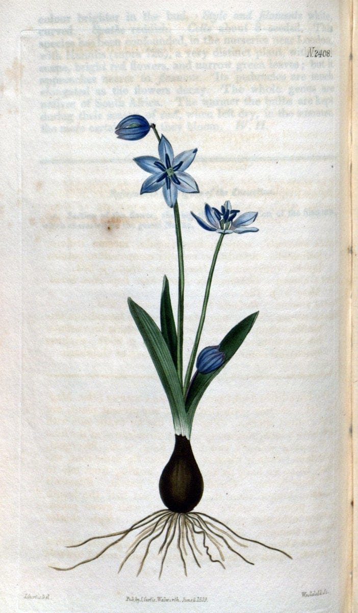 Curtis's botanical magazine. London ; New York [etc.] :Academic Press [etc.]. | "Botanical illustration" Botany Periodicals "Pictorial works" "Plants, Ornamental"  | Vintage Print Reproduction 454060
