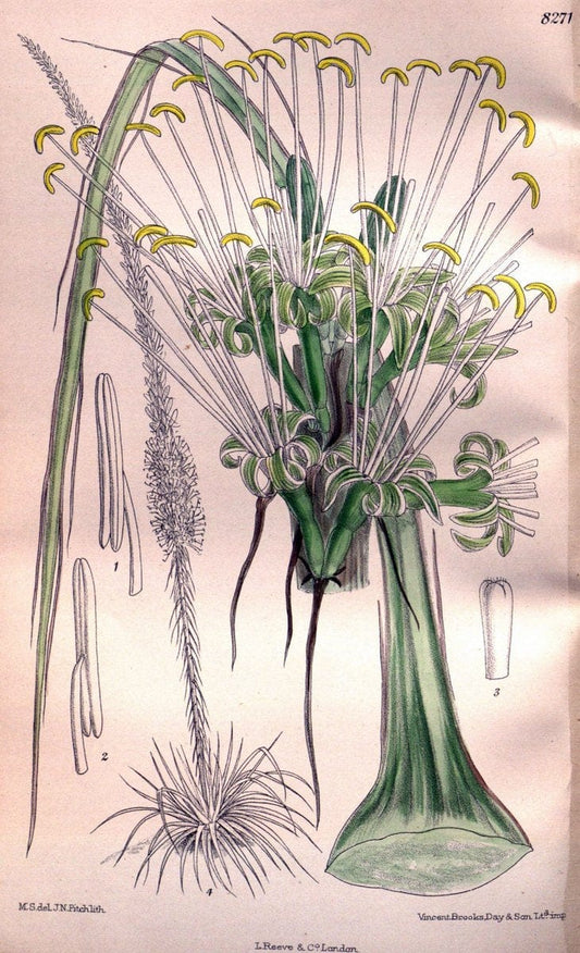 Curtis's botanical magazine. London ; New York [etc.] :Academic Press [etc.]. | "Botanical illustration" Botany Periodicals "Pictorial works" "Plants, Ornamental"  | Vintage Print Reproduction 454061