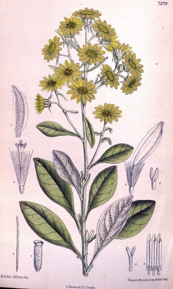 Curtis's botanical magazine. London ; New York [etc.] :Academic Press [etc.]. | "Botanical illustration" Botany Periodicals "Pictorial works" "Plants, Ornamental"  | Vintage Print Reproduction 454063
