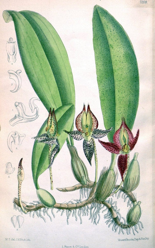 Curtis's botanical magazine. London ; New York [etc.] :Academic Press [etc.]. | "Botanical illustration" Botany Periodicals "Pictorial works" "Plants, Ornamental"  | Vintage Print Reproduction 454064