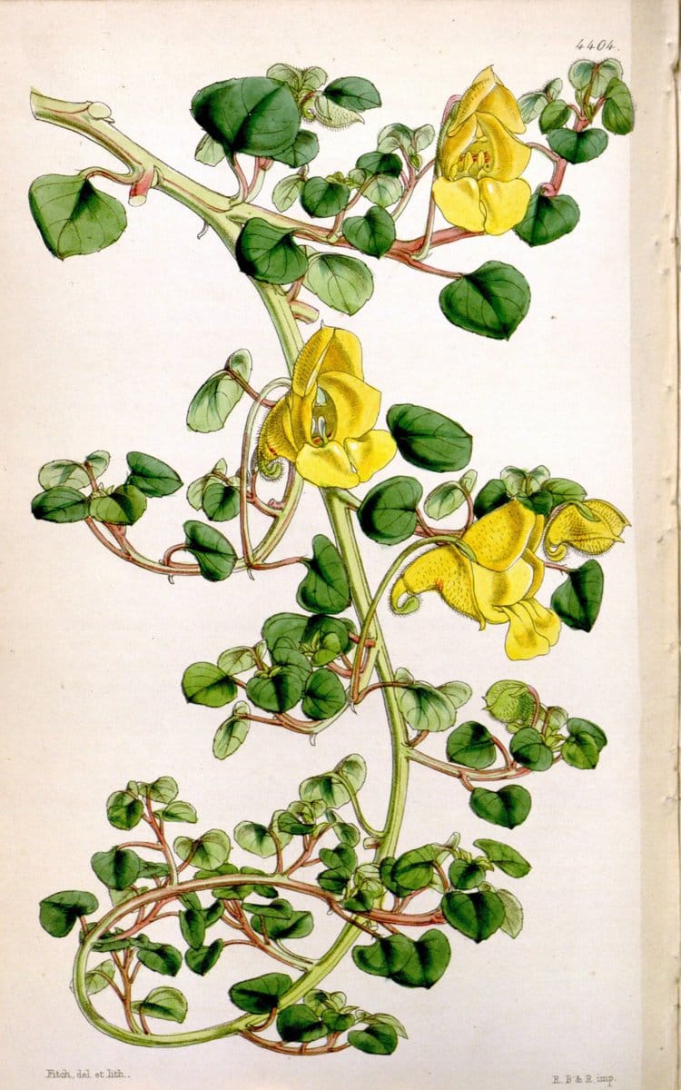 Curtis's botanical magazine. London ; New York [etc.] :Academic Press [etc.]. | "Botanical illustration" Botany Periodicals "Pictorial works" "Plants, Ornamental"  | Vintage Print Reproduction 454065