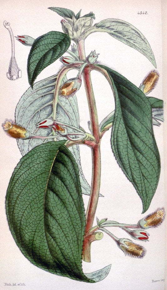 Curtis's botanical magazine. London ; New York [etc.] :Academic Press [etc.]. | "Botanical illustration" Botany Periodicals "Pictorial works" "Plants, Ornamental"  | Vintage Print Reproduction 454066
