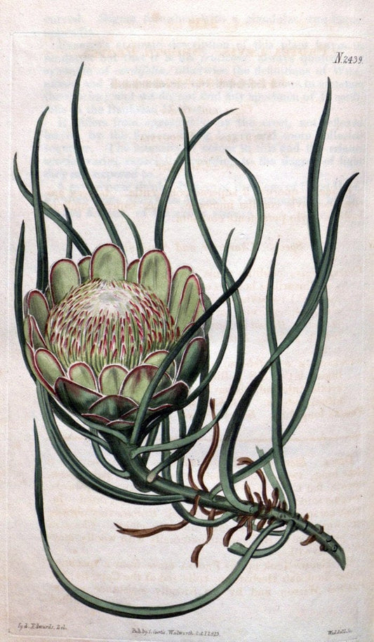 Curtis's botanical magazine. London ; New York [etc.] :Academic Press [etc.]. | "Botanical illustration" Botany Periodicals "Pictorial works" "Plants, Ornamental"  | Vintage Print Reproduction 454067