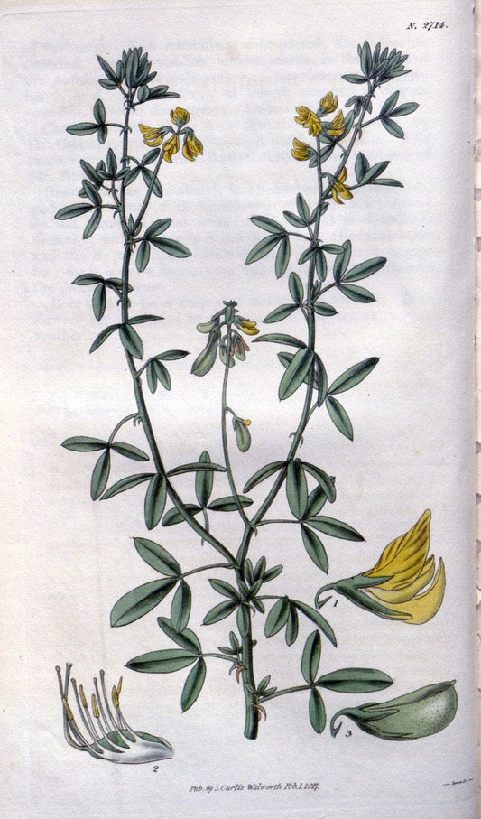 Curtis's botanical magazine..London ;New York [etc.] :Academic Press [etc.]. |  | Vintage Print Reproduction 454068