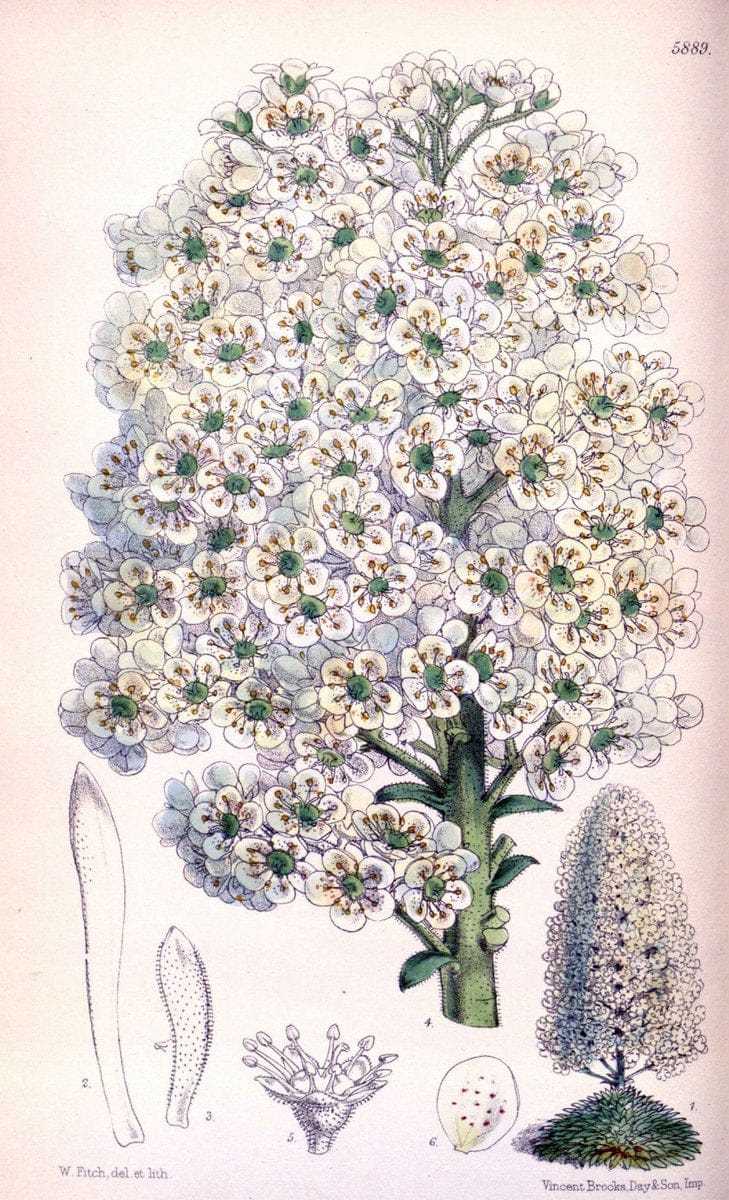 Curtis's botanical magazine..London ;New York [etc.] :Academic Press [etc.]. |  | Vintage Print Reproduction 454069