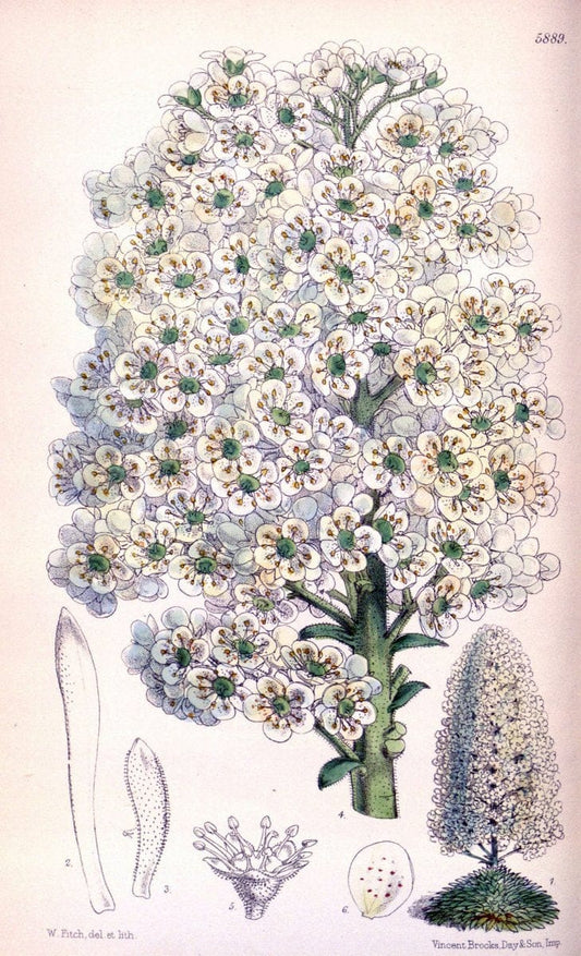 Curtis's botanical magazine..London ;New York [etc.] :Academic Press [etc.]. |  | Vintage Print Reproduction 454069