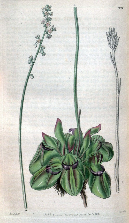 Curtis's botanical magazine..London ;New York [etc.] :Academic Press [etc.]. |  | Vintage Print Reproduction 454070