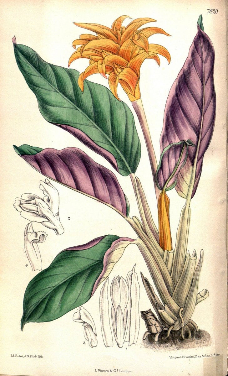 Curtis's botanical magazine. London ;New York [etc.] :Academic Press [etc.]. | Botany Periodicals "Pictorial works"  | Vintage Print Reproduction 454071