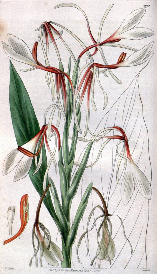 Curtis's botanical magazine. London ;New York [etc.] :Academic Press [etc.]. | Botany Periodicals "Pictorial works"  | Vintage Print Reproduction 454073