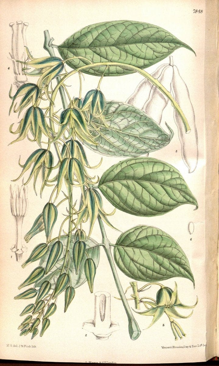 Curtis's botanical magazine. London ;New York [etc.] :Academic Press [etc.]. | Botany Periodicals "Pictorial works"  | Vintage Print Reproduction 454074