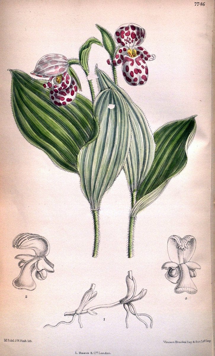 Curtis's botanical magazine. London ;New York [etc.] :Academic Press [etc.]. | Botany Periodicals "Pictorial works"  | Vintage Print Reproduction 454075