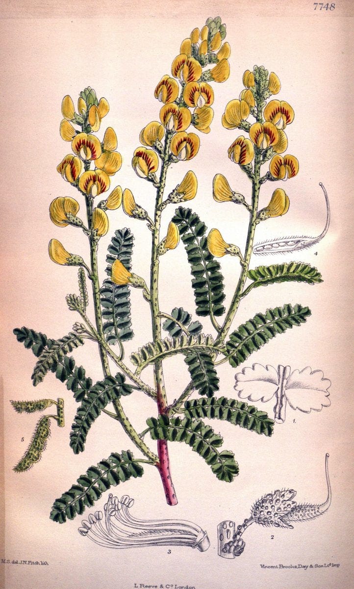 Curtis's botanical magazine. London ;New York [etc.] :Academic Press [etc.]. | Botany Periodicals "Pictorial works"  | Vintage Print Reproduction 454076