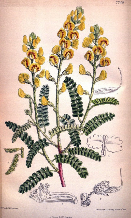 Curtis's botanical magazine. London ;New York [etc.] :Academic Press [etc.]. | Botany Periodicals "Pictorial works"  | Vintage Print Reproduction 454076