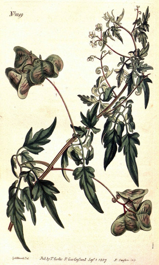 Curtis's botanical magazine. London ;New York [etc.] :Academic Press [etc.]. | Botany Periodicals "Pictorial works"  | Vintage Print Reproduction 454077