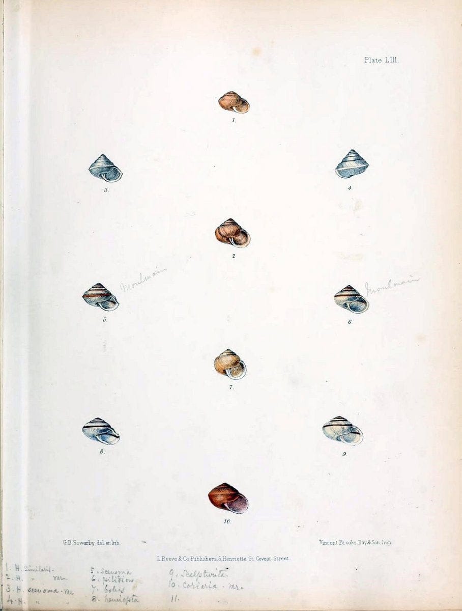 Conchologia indica,.London,1870-1876.. |  | Vintage Print Reproduction 454079
