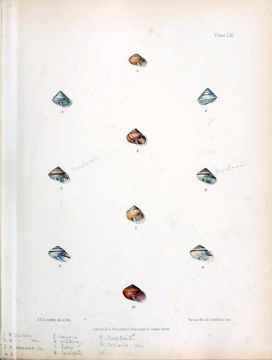Conchologia indica,.London,1870-1876.. |  | Vintage Print Reproduction 454079