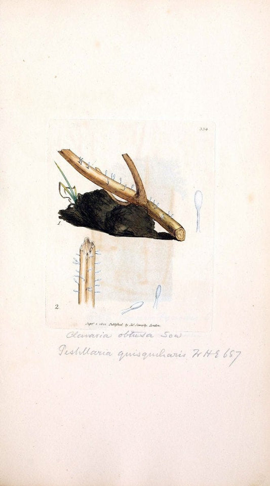 Coloured figures of English fungi or mushrooms. London,Printed by J. Davis,1797-[1809]. | England Mushrooms  | Vintage Print Reproduction 454081