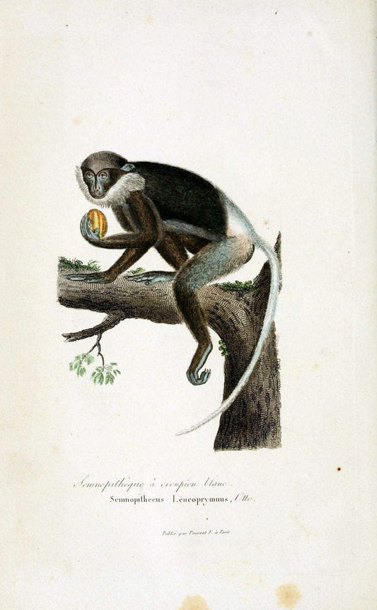 ComplÃ©ments de Buffon. t.1.Paris :P. Pourrat FrÃ¨res,1838. | Anthropology Birds Mammals SIL | Vintage Print Reproduction 454083
