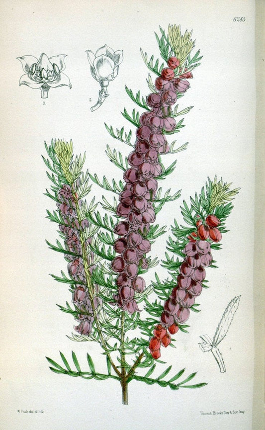 Curtis's botanical magazine. London ; New York [etc.] :Academic Press [etc.]. | "Botanical illustration" Botany Periodicals "Pictorial works" "Plants, Ornamental"  | Vintage Print Reproduction 454084