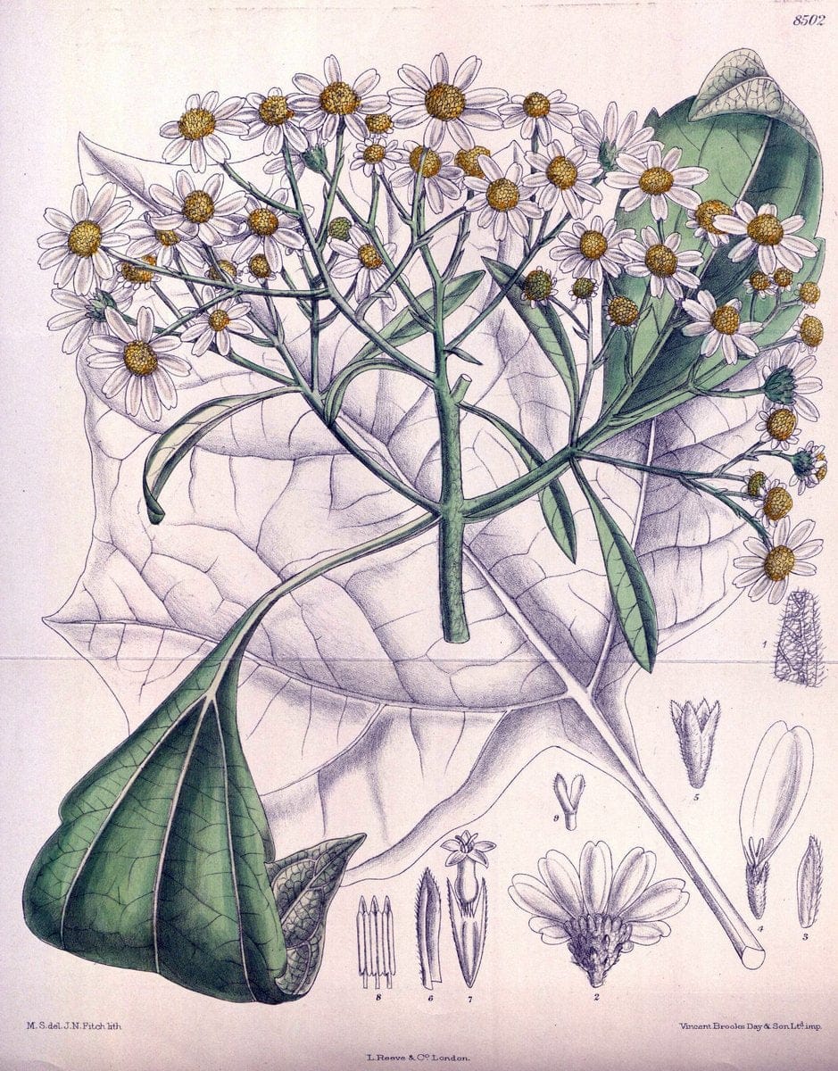 Dragable Image