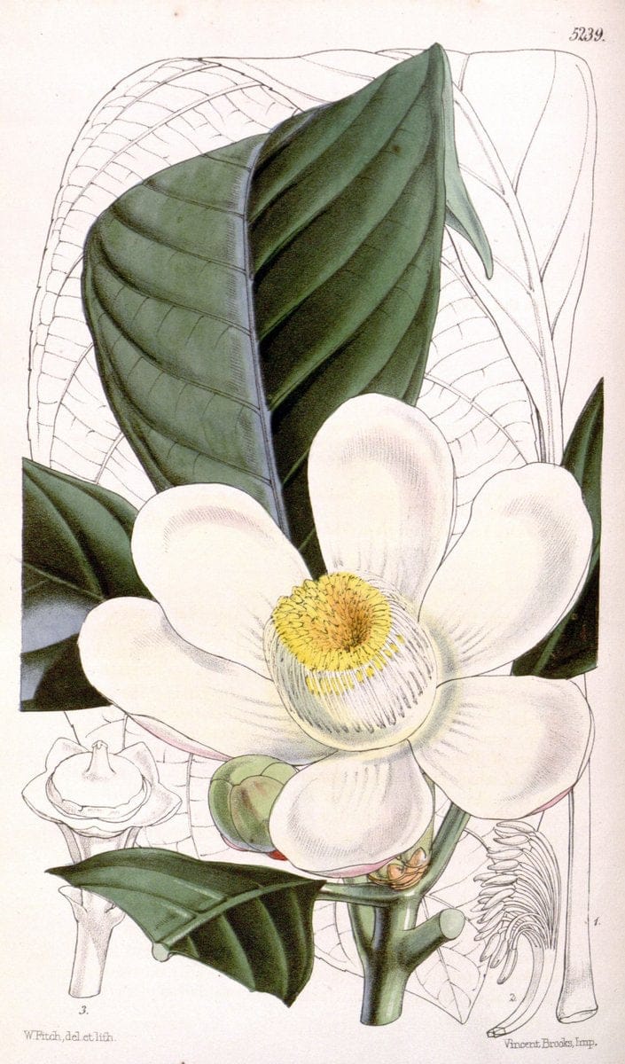 Curtis's botanical magazine. London ; New York [etc.] :Academic Press [etc.]. | "Botanical illustration" Botany Periodicals "Pictorial works" "Plants, Ornamental"  | Vintage Print Reproduction 454087