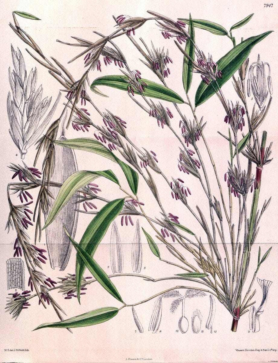 Curtis's botanical magazine. London ; New York [etc.] :Academic Press [etc.]. | "Botanical illustration" Botany Periodicals "Pictorial works" "Plants, Ornamental"  | Vintage Print Reproduction 454088