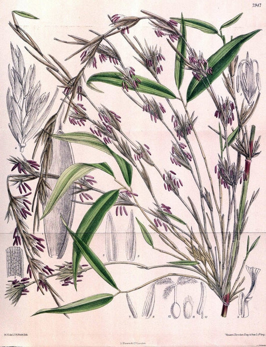 Curtis's botanical magazine. London ; New York [etc.] :Academic Press [etc.]. | "Botanical illustration" Botany Periodicals "Pictorial works" "Plants, Ornamental"  | Vintage Print Reproduction 454088