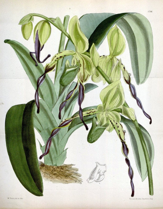 Curtis's botanical magazine. London ; New York [etc.] :Academic Press [etc.]. | "Botanical illustration" Botany Periodicals "Pictorial works" "Plants, Ornamental"  | Vintage Print Reproduction 454089