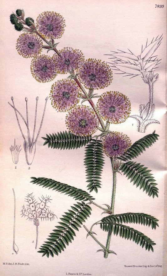Curtis's botanical magazine. London ; New York [etc.] :Academic Press [etc.]. | "Botanical illustration" Botany Periodicals "Pictorial works" "Plants, Ornamental"  | Vintage Print Reproduction 454090