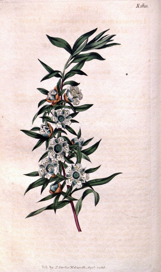 Curtis's botanical magazine. London ; New York [etc.] :Academic Press [etc.]. | "Botanical illustration" Botany Periodicals "Pictorial works" "Plants, Ornamental"  | Vintage Print Reproduction 454091