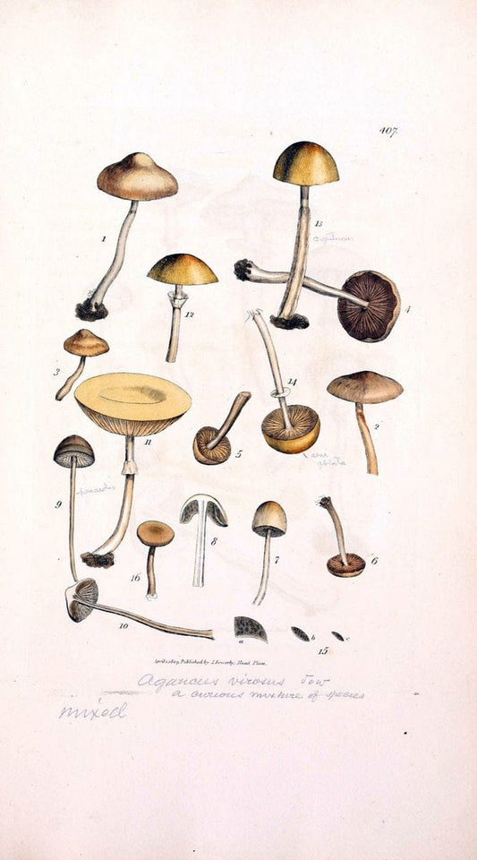 Coloured figures of English fungi or mushrooms. London,Printed by J. Davis,1797-[1809]. | England Mushrooms  | Vintage Print Reproduction 454093