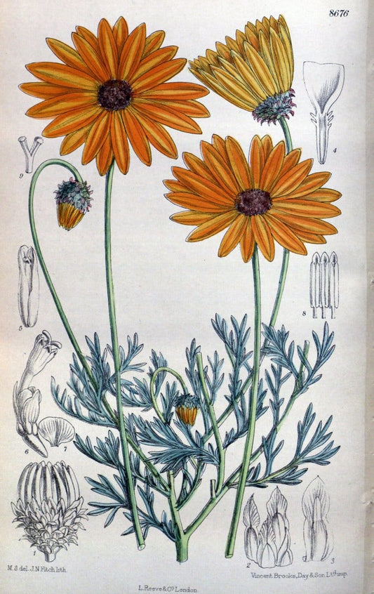Curtis's botanical magazine. London ; New York [etc.] :Academic Press [etc.]. | "Botanical illustration" Botany Periodicals "Pictorial works" "Plants, Ornamental"  | Vintage Print Reproduction 454094