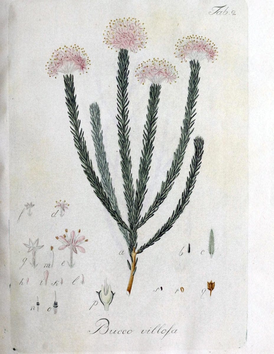 Collectio plantarum tam exoticarum, quam indigenarum, cum delineatione, descriptione cul | Botany | Vintage Print Reproduction 454095
