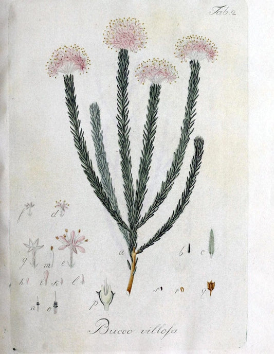Collectio plantarum tam exoticarum, quam indigenarum, cum delineatione, descriptione cul | Botany | Vintage Print Reproduction 454095
