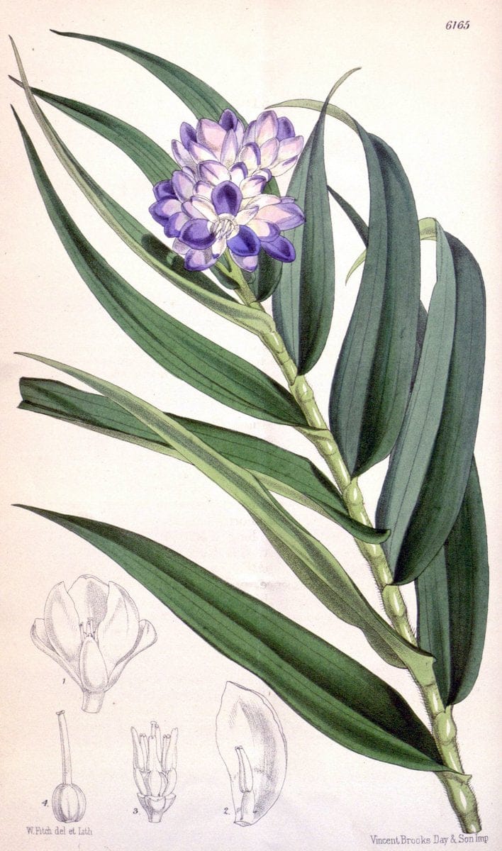 Curtis's botanical magazine. London ; New York [etc.] :Academic Press [etc.]. | "Botanical illustration" Botany Periodicals "Pictorial works" "Plants, Ornamental"  | Vintage Print Reproduction 454096