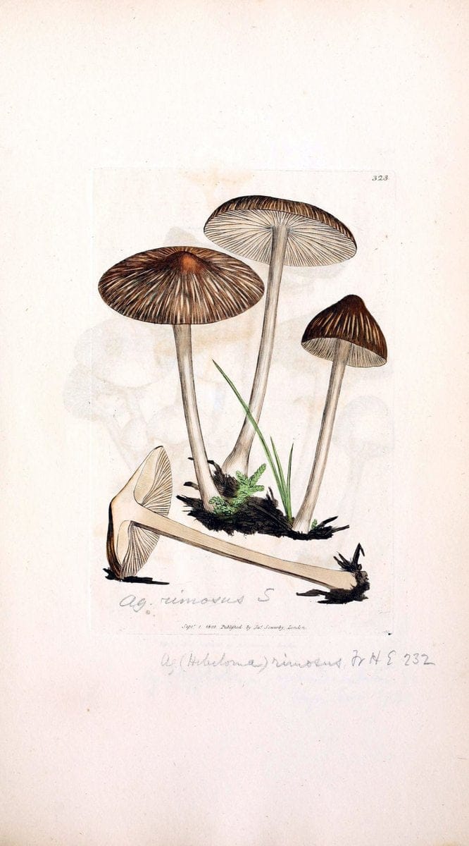 Coloured figures of English fungi or mushrooms. London,Printed by J. Davis,1797-[1809]. | England Mushrooms  | Vintage Print Reproduction 454097